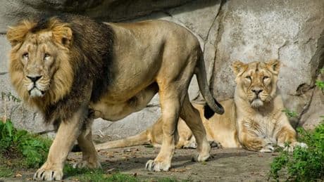 Zoo in Dänemark bittet um Haustierspende – um sie zu verfüttern