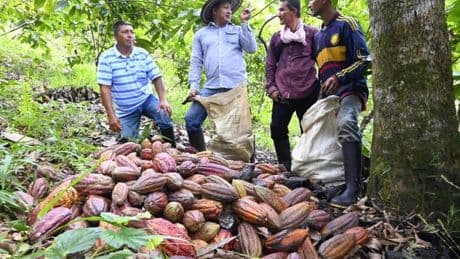 Comment la fièvre du cacao s’empare de l’Amérique latine