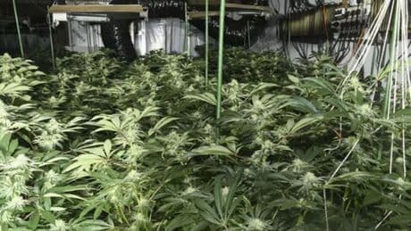 Trio jailed after police bust £1.8m cannabis farm hidden in derelict Scots shopping centre