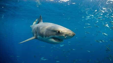 Great white shark sneaks up on Cape Cod paddleboarders: ‘Got to get out of here’