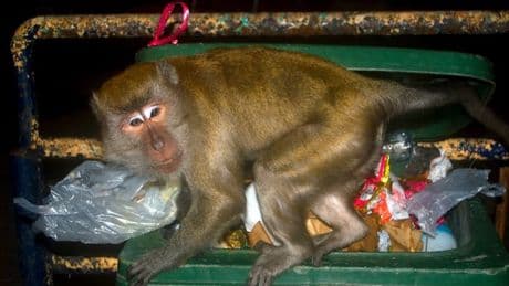 'World’s dirtiest tourist attraction' is litter-strewn mess with strange odour
