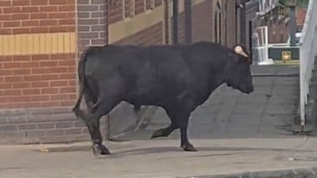 Moment runaway BULL charges down streets of Birmingham & grinds traffic to a halt while being chased by cops