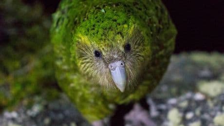 The Kakapo, Its Parasites and a Shared Struggle to Escape Extinction