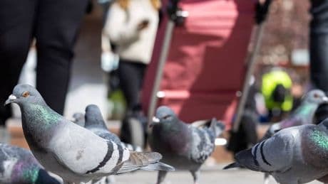 Kot, Krankheitserreger und Verunreinigungen: Wie NRW-Städte gegen Tauben vorgehen