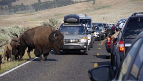 International tourists killed in vehicle crash were among millions drawn to the Yellowstone area