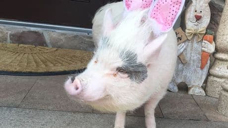 Lucy the Pig, a Celebrity on Staten Island, Can Stay at Home for Now