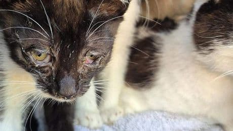 Ruim 60 katten gered uit zwaar vervuild huis