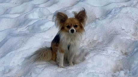 Schweiz: Mann stürzt in Gletscherspalte – Hund rettet Wanderer das Leben