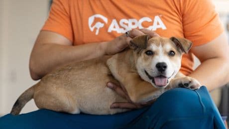 NYC has become so unaffordable that residents are being forced to give up their pets