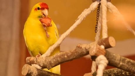 Nürnberg: Tierheim sucht Besitzer von schwer verletztem Ziegensittich