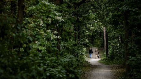 Wandelaars reageren op de brute aanval op een vrouw in het bos bij Zeist: ‘Als iemand dat bij mij probeert, is-ie zijn ballen kwijt’