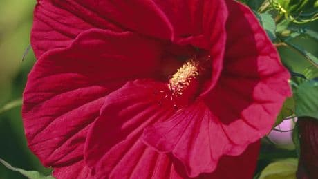 Die erstaunlichen Blüten des Riesen-Hibiskus