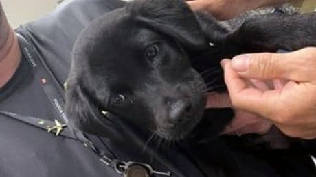 Moment man abandons puppy at airport after being told he can't take it on plane