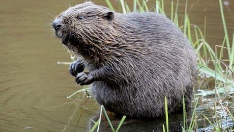 Tiere: Der Biber ist zurück - und bringt Probleme mit