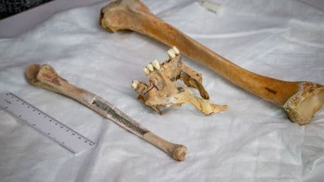 Remains found washed up on Jersey shore identified as missing 19th-century boat captain