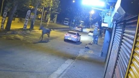 Adana'da caddede koşan başıboş at otomobille çarptı