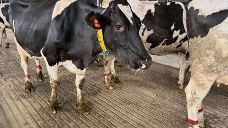 It’s moo-ving day for dairy cattle at Michigan State University