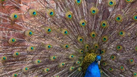 Am Kreuz Lotte/Osnabrück: Pfau läuft auf Autobahn und blockiert Verkehr