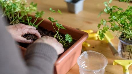Frische Petersilie aus eigener Hand: Tipps für Top-Wachstum