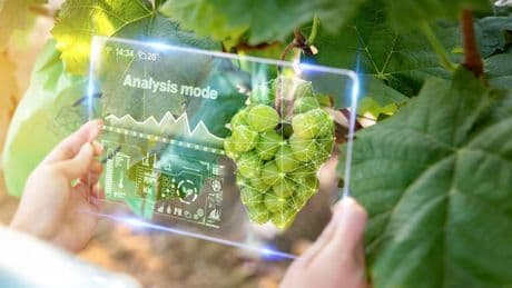 Pomodori e patate più resistenti ai batteri: così l’Ai rivoluziona la difesa delle piante