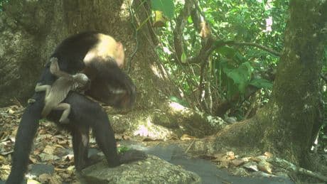 Researchers puzzle over rash of baby monkey kidnappings