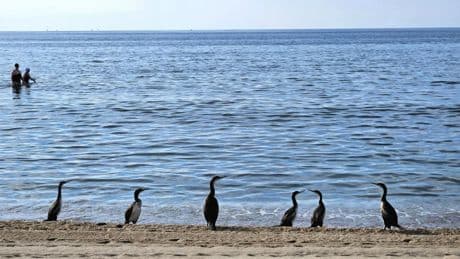 La hora del baño de los cormoranes en la playa de Roses