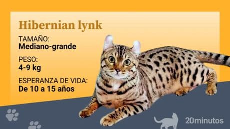 La raza felina del hibernian lynx, una belleza ‘exótica’ rodeada de secretos