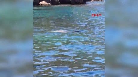Nesli tükenme tehdidi altındaki Akdeniz foku Muğla'da