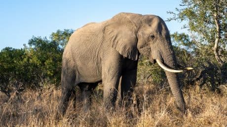 Safari tourist on nighttime walk trampled to death by elephants