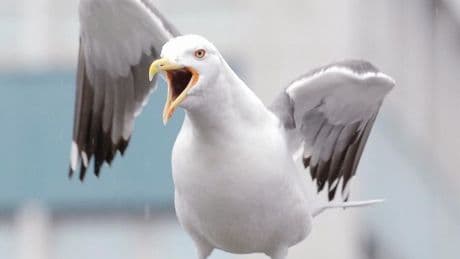 I have walked amongst Scotland's largest seagulls - they are a menace