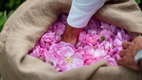 À Grasse, la récolte de la Centifolia, l'or rose des parfums de luxe, s'achève