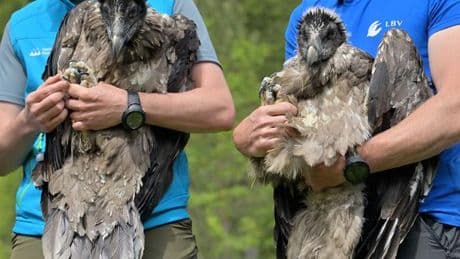 Vogelwild: Junge Geier im Nationalpark erwartet - fünfte Auswilderung
