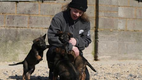 Pets with a toolkit: Protection dogs train to handle burglars as sports stars boost home security
