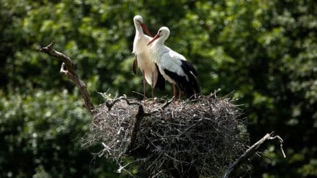 ‘Iconic’ white storks could be coming back to London after centuries