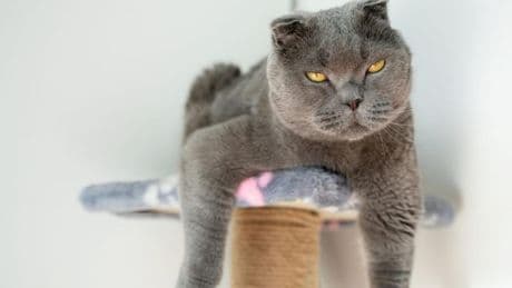 El rascador para gatos con casi 12.000 valoraciones que todos quieren, está ahora en oferta