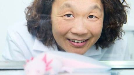 Vorbild Axolotl: Wann können wir menschliche Gliedmaßen nach wachsen lassen?
