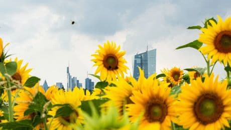 Tourismus in Frankfurt: Wenn die Gäste fehlen