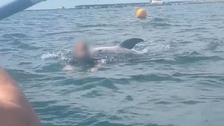 Gefährliche Begegnung - Delfin versucht Frau zu ertränken