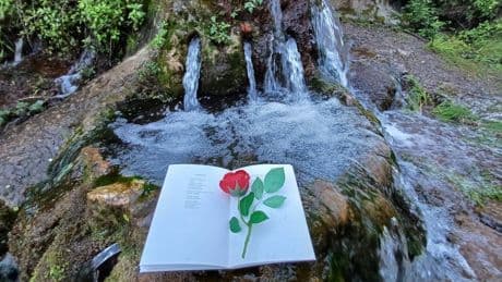 Un Sant Jordi sin sequía de agua, libros y rosas