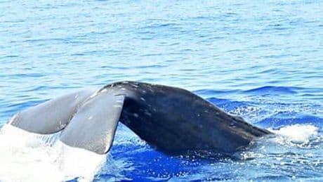 Tra i cetacei del mare di Sanremo alla ricerca della Moby Dick ligure
