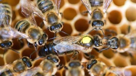 Umwelt: Weniger Bienenvölker, aber höchste Zahl an Imkern im Land