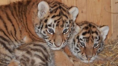 Vier auf einen Streich - Magdeburgs Zoo zeigt süße Tiger-Babys