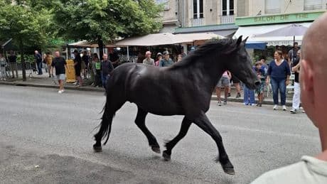 Gefährliche Situation - Pferde-Schreck bei der Tour de France