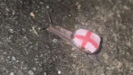 Even snails can’t escape after someone paints an England flag on its shell
