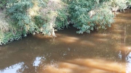 Un vertido de la Azucarera provoca en Miranda peces muertos en el Bayas