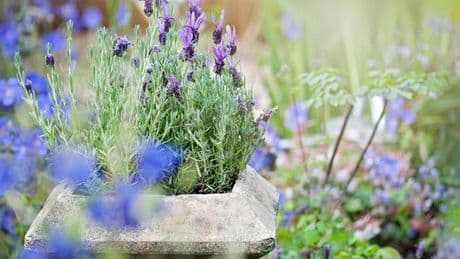Feed lavender four kitchen scraps to make it 'flower more' this summer
