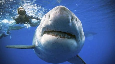 Un tiburón ataca y se come a un surfista en Australia