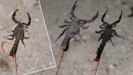 Köylülerin hayatı kabusa döndü! Sokaklarda yürüyemez hale geldiler: Korkuyla yaşıyoruz