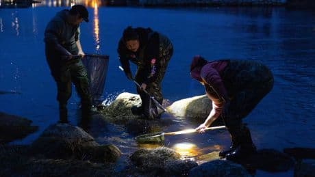 Baby eel fisher calls for enforcement against illegal harvesting on N.S. river