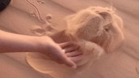 Mitten in der Wüste - Schon mal einen Sandfisch gesehen?